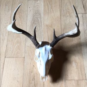 European mount white tail deer head
